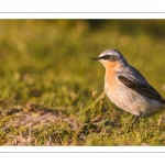 Traquet motteux (Oenanthe oenanthe - Northern Wheatear)