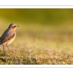 Traquet motteux (Oenanthe oenanthe - Northern Wheatear)