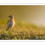 Traquet motteux (Oenanthe oenanthe - Northern Wheatear)