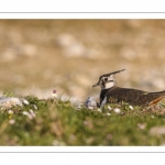 Vanneau huppé (Vanellus vanellus - Northern Lapwing)