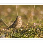 Pipit farlouse (Anthus pratensis - Meadow Pipit)