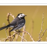 Bergeronnette grise (Motacilla alba - White Wagtail)