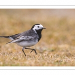 Bergeronnette grise (Motacilla alba - White Wagtail)