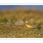 Bergeronnette printanière (Motacilla flava - Western Yellow Wagtail)