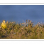 Bergeronnette printanière (Motacilla flava - Western Yellow Wagtail)