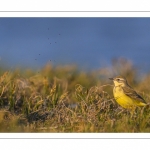 Bergeronnette printanière (Motacilla flava - Western Yellow Wagtail)