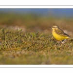 Bergeronnette printanière (Motacilla flava - Western Yellow Wagtail)