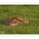 Lapin de garenne ou Lapin commun (Oryctolagus cuniculus)