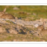 Lapin de garenne ou Lapin commun (Oryctolagus cuniculus)