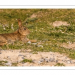 Lapin de garenne ou Lapin commun (Oryctolagus cuniculus)