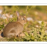 Lapin de garenne ou Lapin commun (Oryctolagus cuniculus)