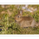 Lapin de garenne ou Lapin commun (Oryctolagus cuniculus)