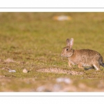 Lapin de garenne ou Lapin commun (Oryctolagus cuniculus)