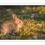 Lapin de garenne ou Lapin commun (Oryctolagus cuniculus)