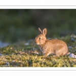 Lapin de garenne ou Lapin commun (Oryctolagus cuniculus)