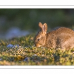 Lapin de garenne ou Lapin commun (Oryctolagus cuniculus)