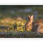 Lapin de garenne ou Lapin commun (Oryctolagus cuniculus)