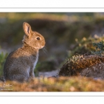 Lapin de garenne ou Lapin commun (Oryctolagus cuniculus)