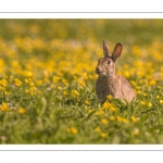 Lapin de garenne ou Lapin commun (Oryctolagus cuniculus)