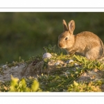 Lapin de garenne ou Lapin commun (Oryctolagus cuniculus)