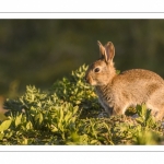 Lapin de garenne ou Lapin commun (Oryctolagus cuniculus)