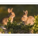 Lapin de garenne ou Lapin commun (Oryctolagus cuniculus)