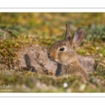 Lapin de garenne ou Lapin commun (Oryctolagus cuniculus)