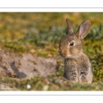 Lapin de garenne ou Lapin commun (Oryctolagus cuniculus)