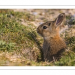 Lapin de garenne ou Lapin commun (Oryctolagus cuniculus)