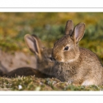 Lapin de garenne ou Lapin commun (Oryctolagus cuniculus)