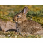 Lapin de garenne ou Lapin commun (Oryctolagus cuniculus)