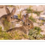 Lapin de garenne ou Lapin commun (Oryctolagus cuniculus)