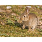 Lapin de garenne ou Lapin commun (Oryctolagus cuniculus)