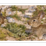 Lapin de garenne ou Lapin commun (Oryctolagus cuniculus)