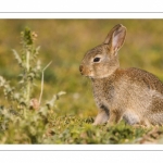 Lapin de garenne ou Lapin commun (Oryctolagus cuniculus)