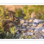 Lapin de garenne ou Lapin commun (Oryctolagus cuniculus)