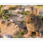 Lapin de garenne ou Lapin commun (Oryctolagus cuniculus)