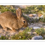 Lapin de garenne ou Lapin commun (Oryctolagus cuniculus)