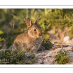 Lapin de garenne ou Lapin commun (Oryctolagus cuniculus)