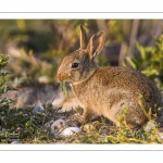 Lapin de garenne ou Lapin commun (Oryctolagus cuniculus)