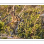 Lapin de garenne ou Lapin commun (Oryctolagus cuniculus)