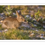 Lapin de garenne ou Lapin commun (Oryctolagus cuniculus)