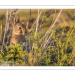 Lapin de garenne ou Lapin commun (Oryctolagus cuniculus)