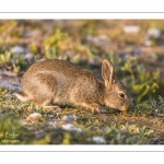 Lapin de garenne ou Lapin commun (Oryctolagus cuniculus)