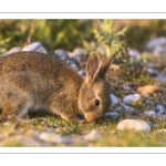 Lapin de garenne ou Lapin commun (Oryctolagus cuniculus)