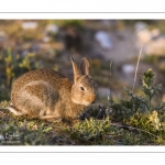 Lapin de garenne ou Lapin commun (Oryctolagus cuniculus)