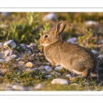 Lapin de garenne ou Lapin commun (Oryctolagus cuniculus)