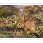 Lapin de garenne ou Lapin commun (Oryctolagus cuniculus)