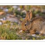 Lapin de garenne ou Lapin commun (Oryctolagus cuniculus)