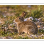 Lapin de garenne ou Lapin commun (Oryctolagus cuniculus)